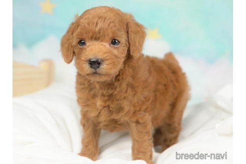 成約済の千葉県のトイプードル-211967の3枚目